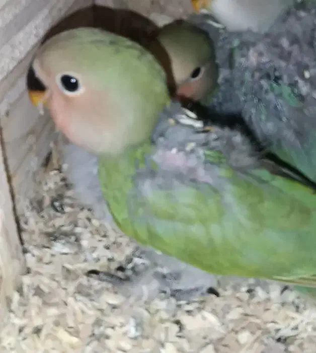 طوطی برزیلی دو ماهه|پرنده|فردیس, فرامرزیه|دیوار