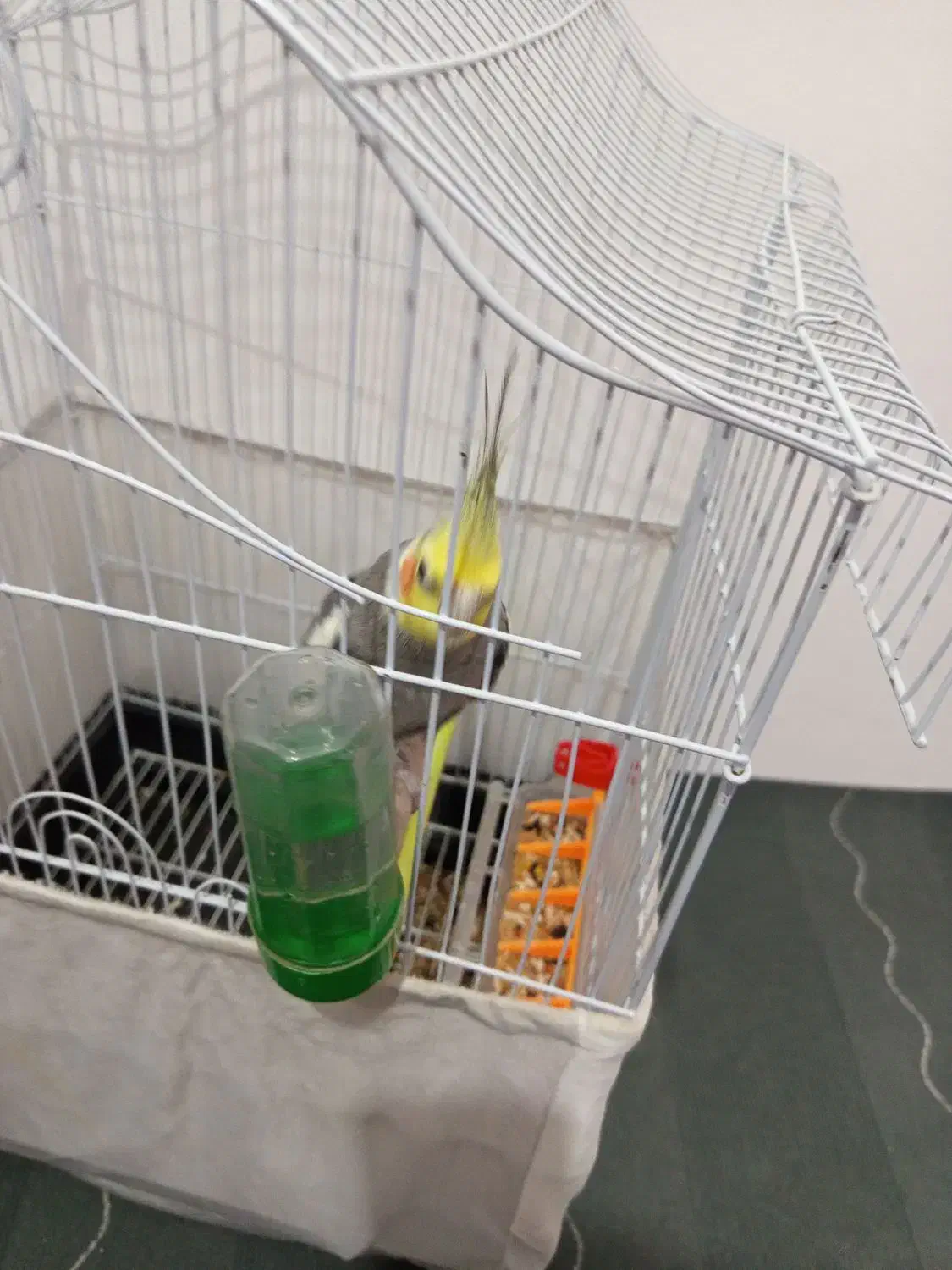 عروسی هلندی نر|پرنده|رویان, |دیوار