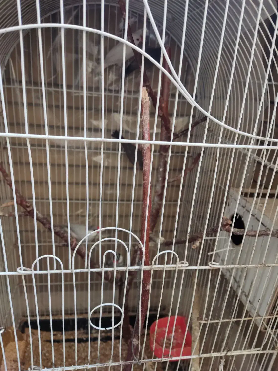 فنچ نرگسی|پرنده|مشهد, زمرد|دیوار