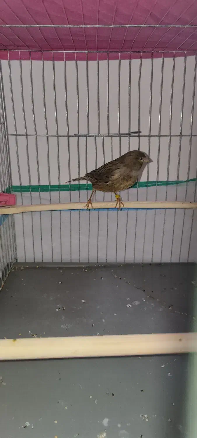 قناری نر نگرو و فری دم بلند قیافه دار|پرنده|هشتگرد, شهرک ایران خودرو|دیوار