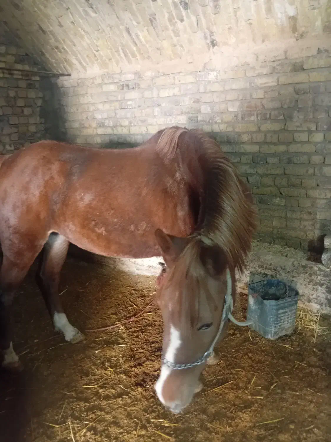 فروش اسب|اسب و تجهیزات اسبسواری|شازند, |دیوار