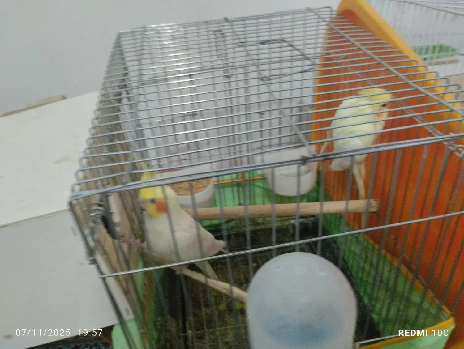 عروس هلندی اماده|پرنده|صائین قلعه, |دیوار