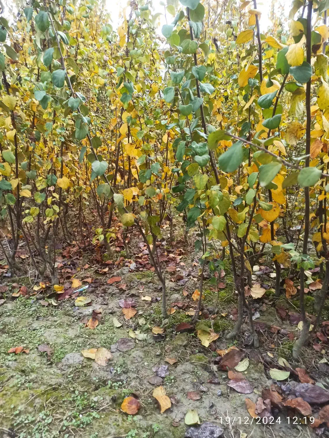 نهال به صادراتی مخصوص شمال.تعداد محدود|خدمات باغبانی و درختکاری|کردکوی, |دیوار