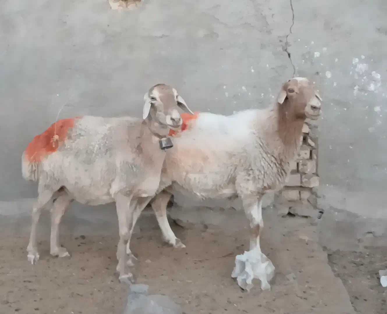 میش داشتی|حیوانات مزرعه|کاشمر, |دیوار