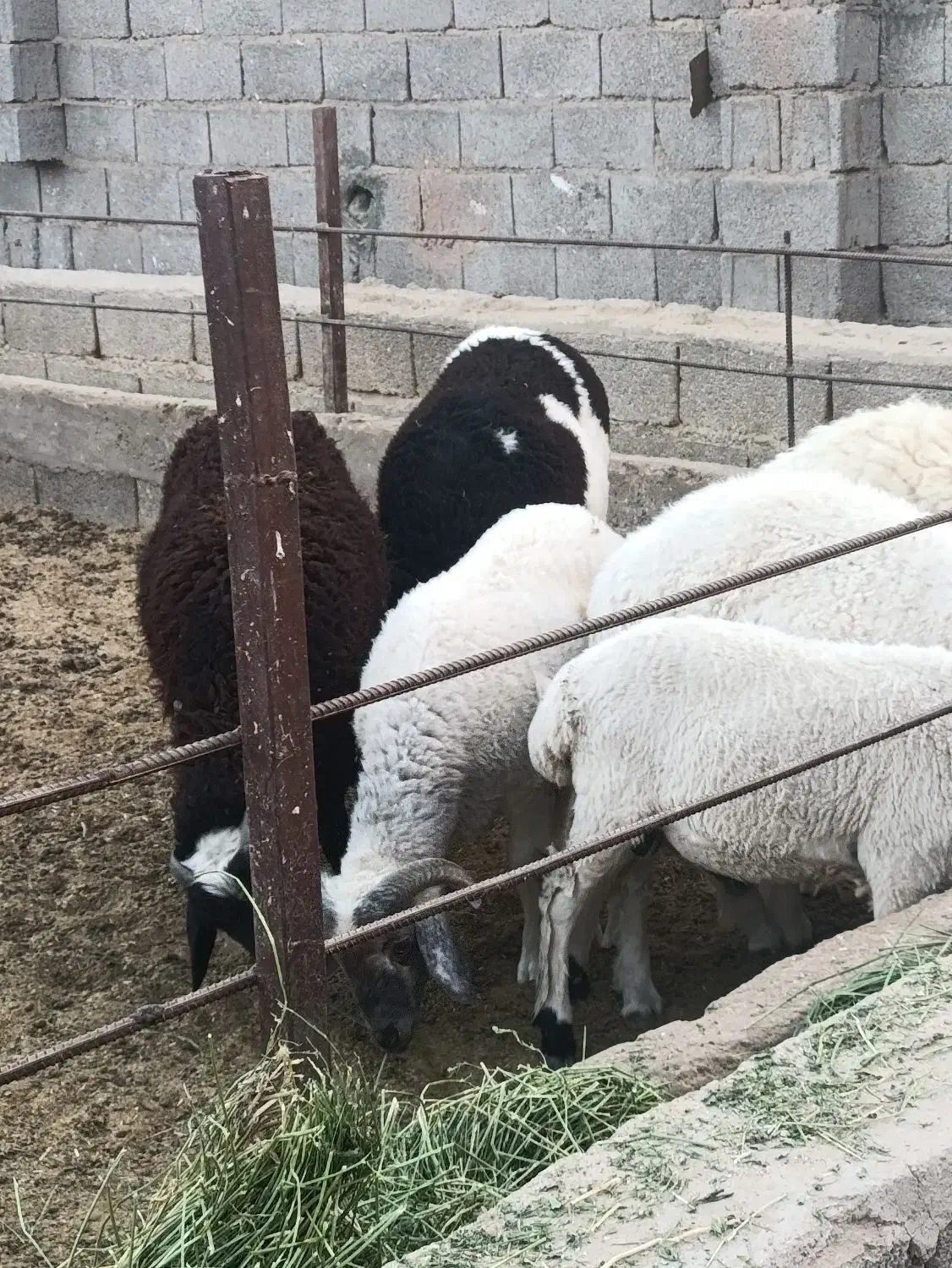 بره و کهره چپش|حیوانات مزرعه|کرمان, |دیوار