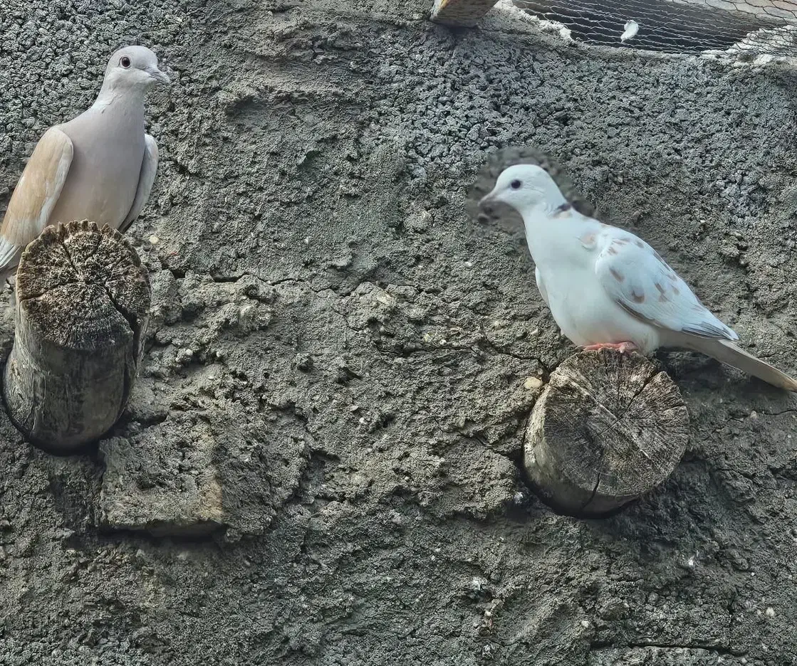 کبوتر خانگی.زینتی|پرنده|بستک, |دیوار