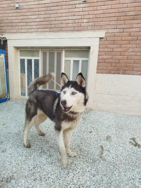 سگ هاسکی|سگ|یزد, |دیوار