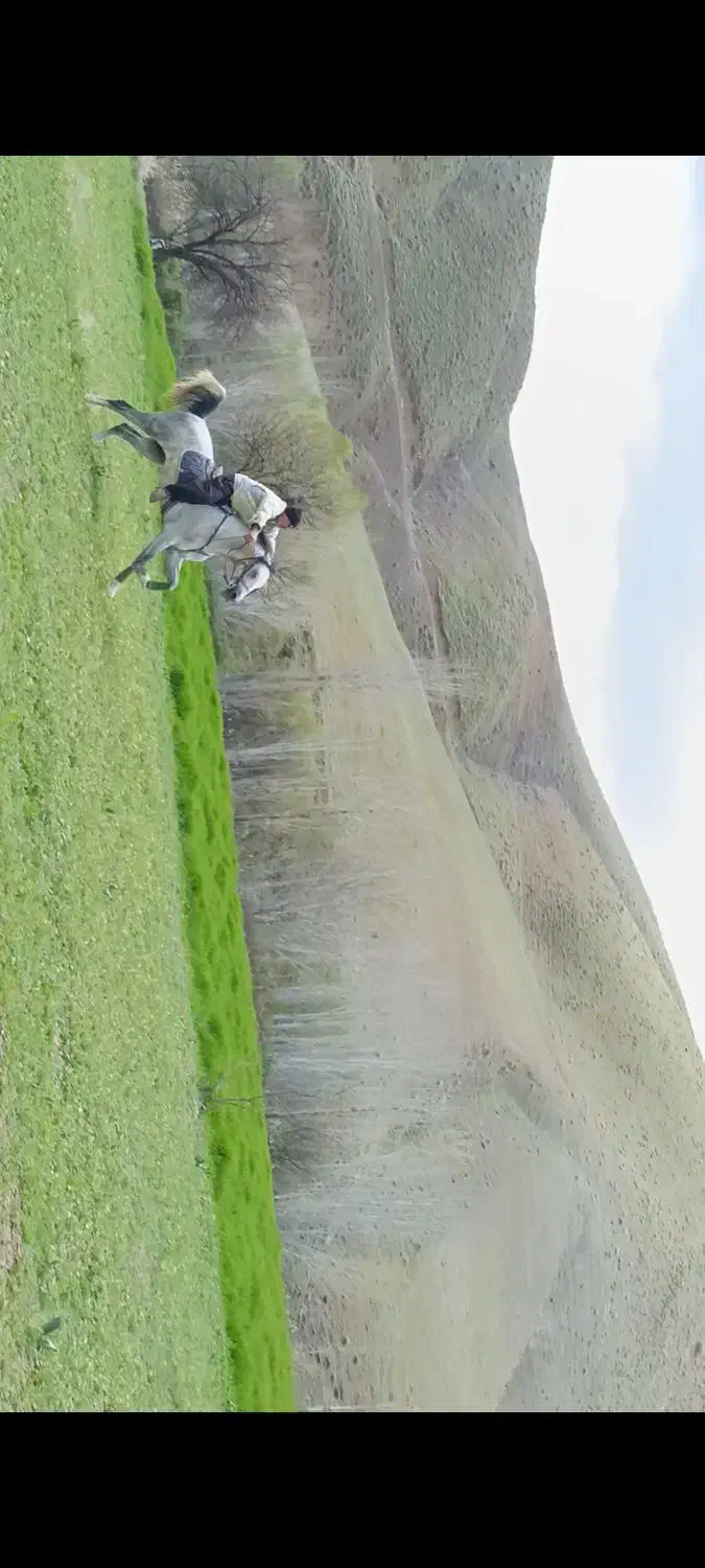 اسب|اسب و تجهیزات اسبسواری|سنندج, |دیوار