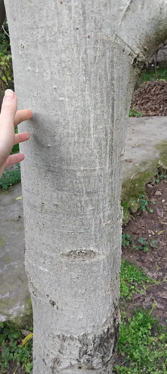 درخت گردو|خدمات باغبانی و درختکاری|لولمان, |دیوار