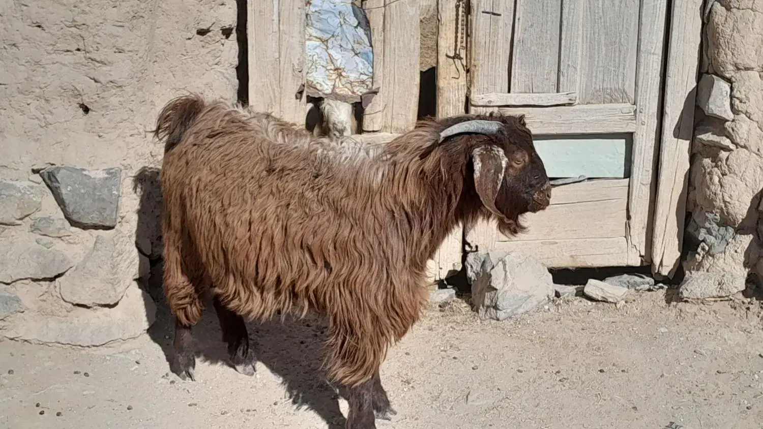 بزغاله فروشی|حیوانات مزرعه|بیرجند, |دیوار