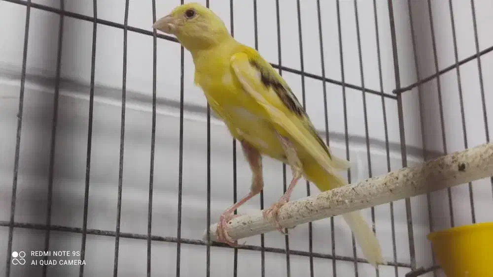 فروش قناری سرخ و شتری سرخ و پرتقالی|پرنده|مرودشت, بیست متری بیمارستان|دیوار