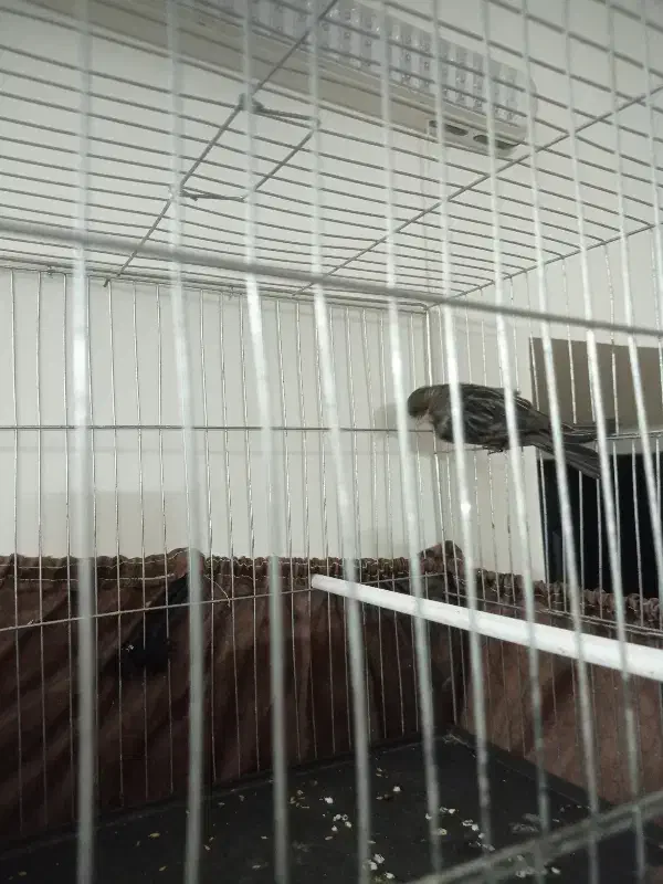 قناری|پرنده|خمینیشهر, |دیوار