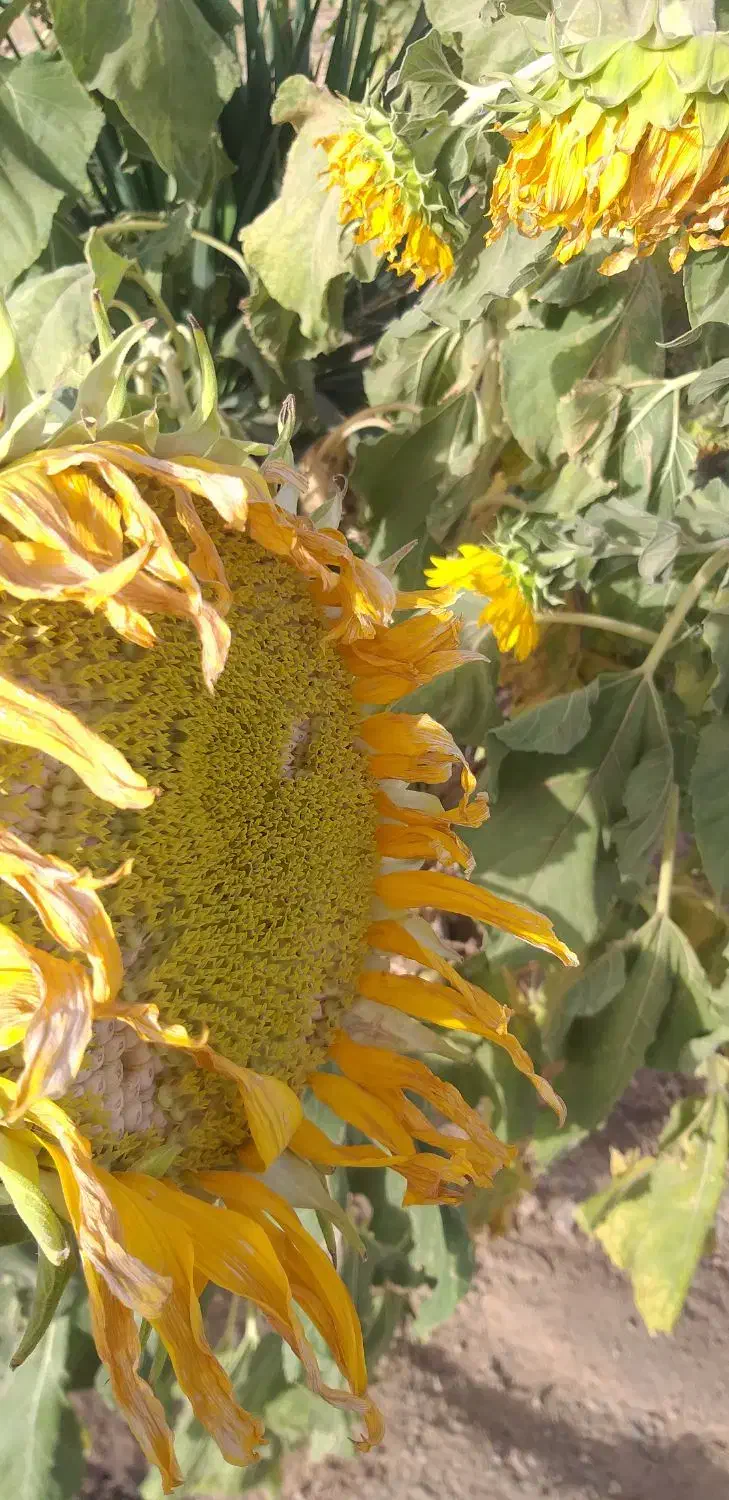 تخمه|خدمات باغبانی و درختکاری|تربتحیدریه, کوی شهید احمدزاده ملکی|دیوار