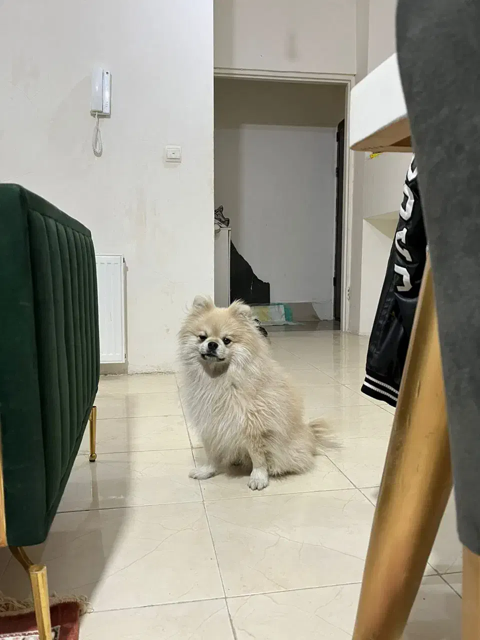 واگذاری پامر|سگ|پرند, فاز ۶|دیوار