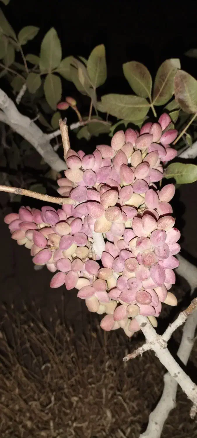 باغ پسته بارده|فروش زمین و ملک کلنگی|بوئین زهرا, |دیوار