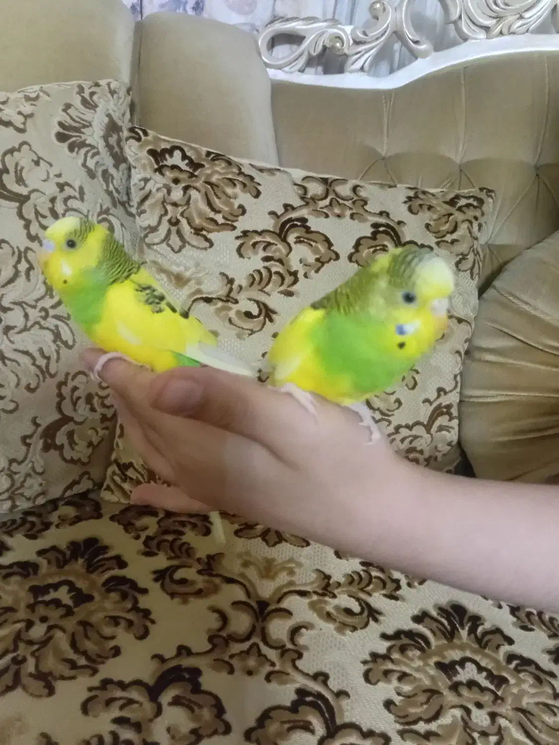 مرغ عشق نر و ماده|پرنده|رشت, حسین آباد|دیوار