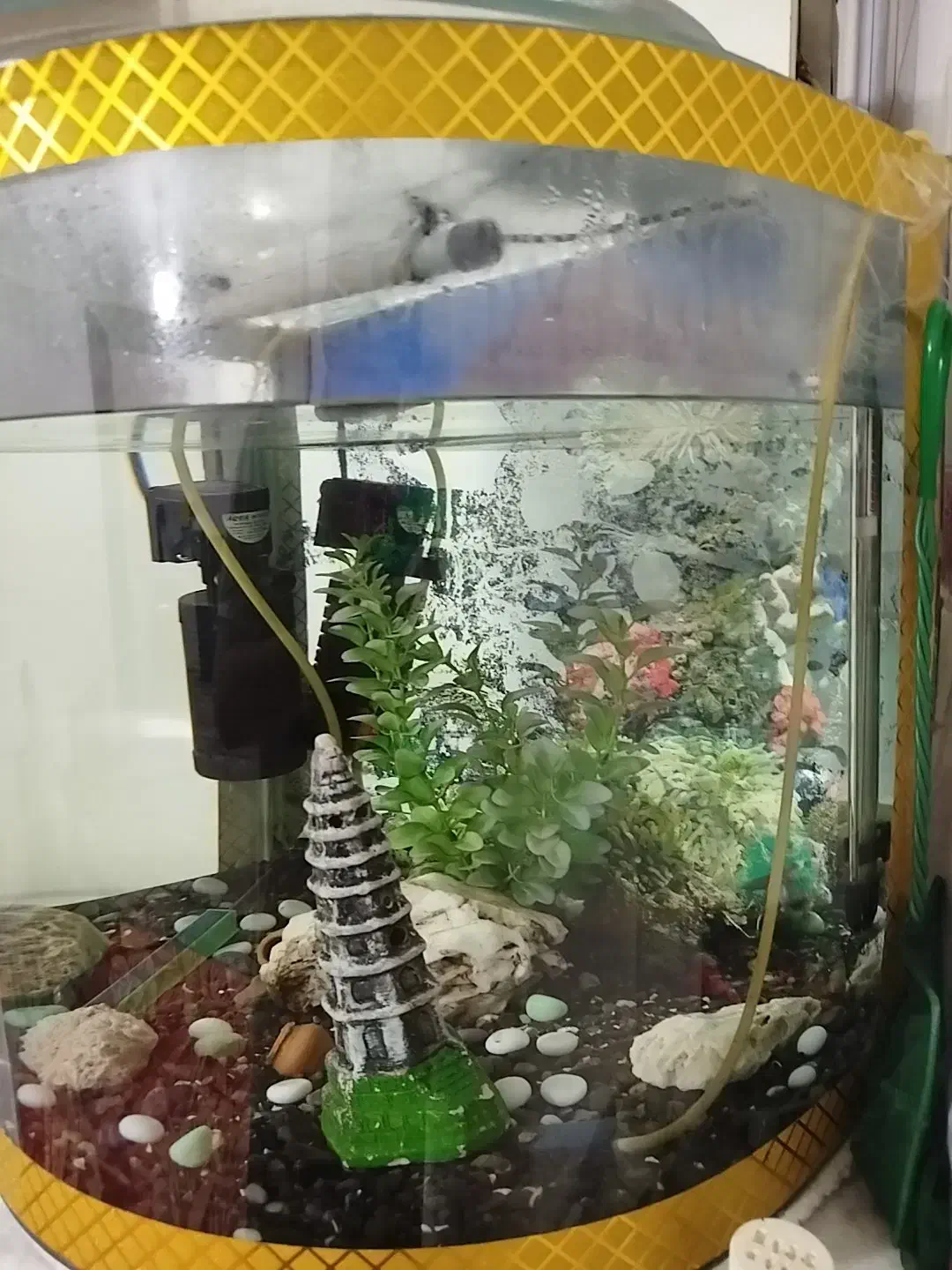 آکواریوم|ماهی|سنندج, |دیوار