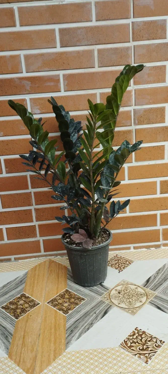 زامفولیا بلک|گل و گیاه طبیعی|گتاب, |دیوار