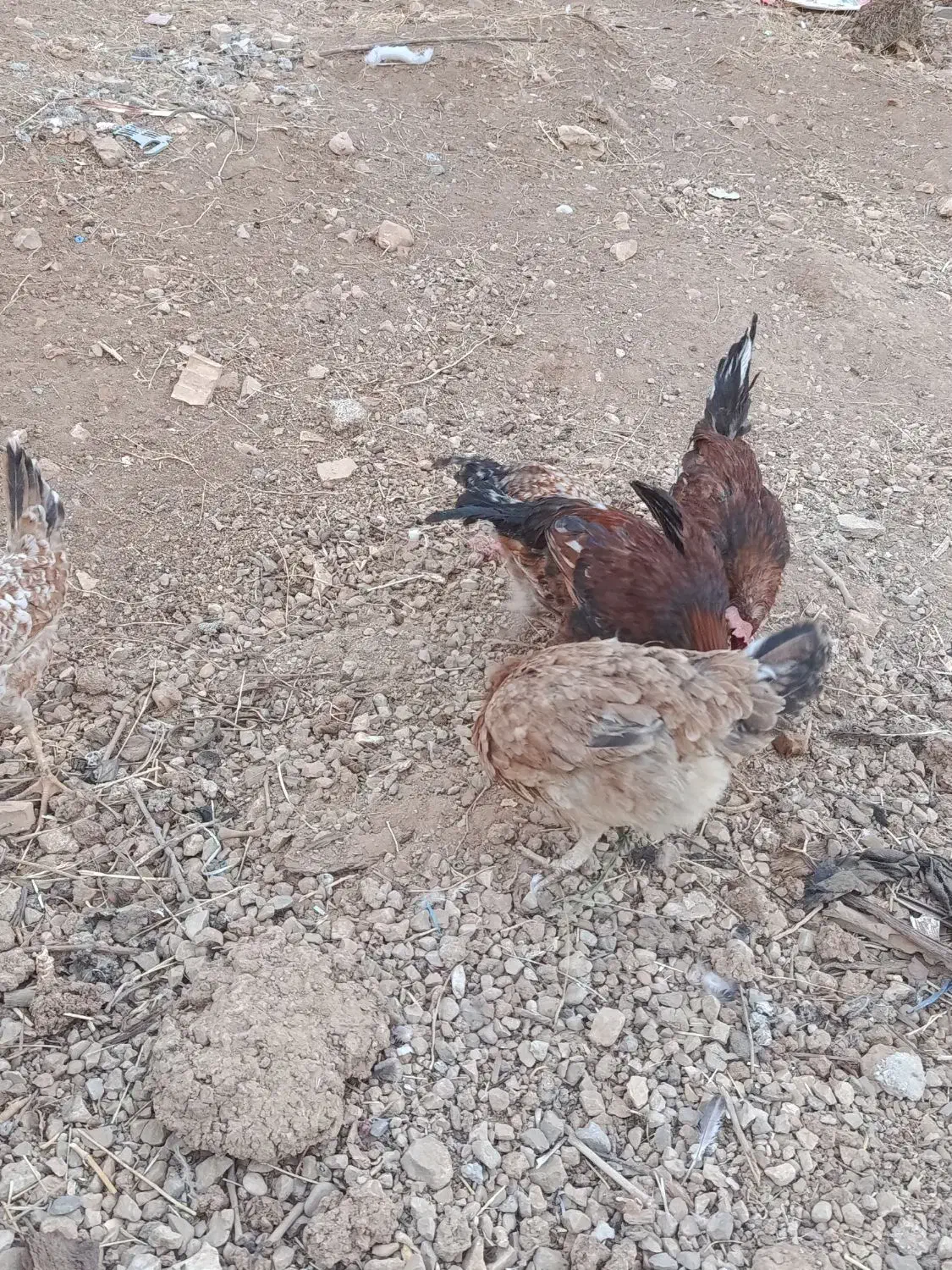 فروش مرغ و کبوتر|حیوانات مزرعه|یاسوج, |دیوار