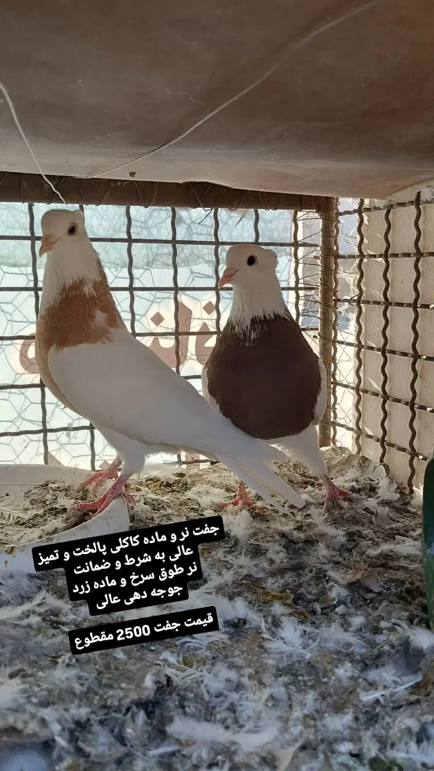 بوم کفتر رنگی طوقی . سرور . تهرونی پرشی . راعبی|پرنده|باغ بهادران, |دیوار