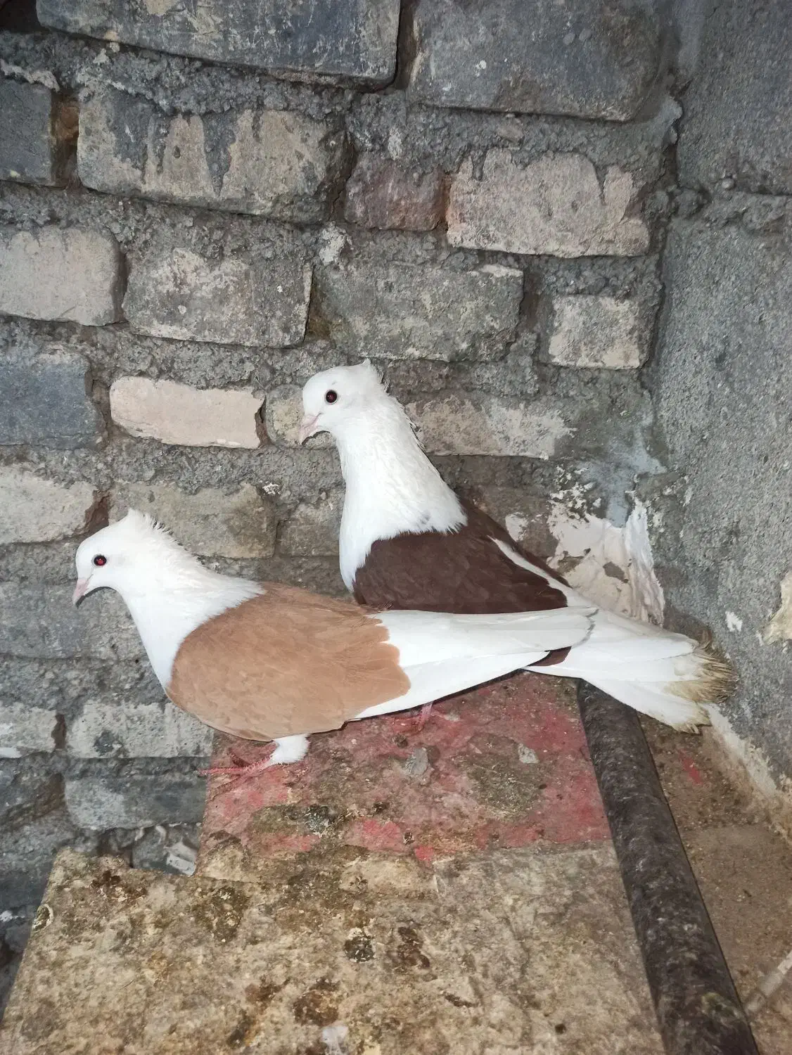 شونی|پرنده|بیرانوند, |دیوار