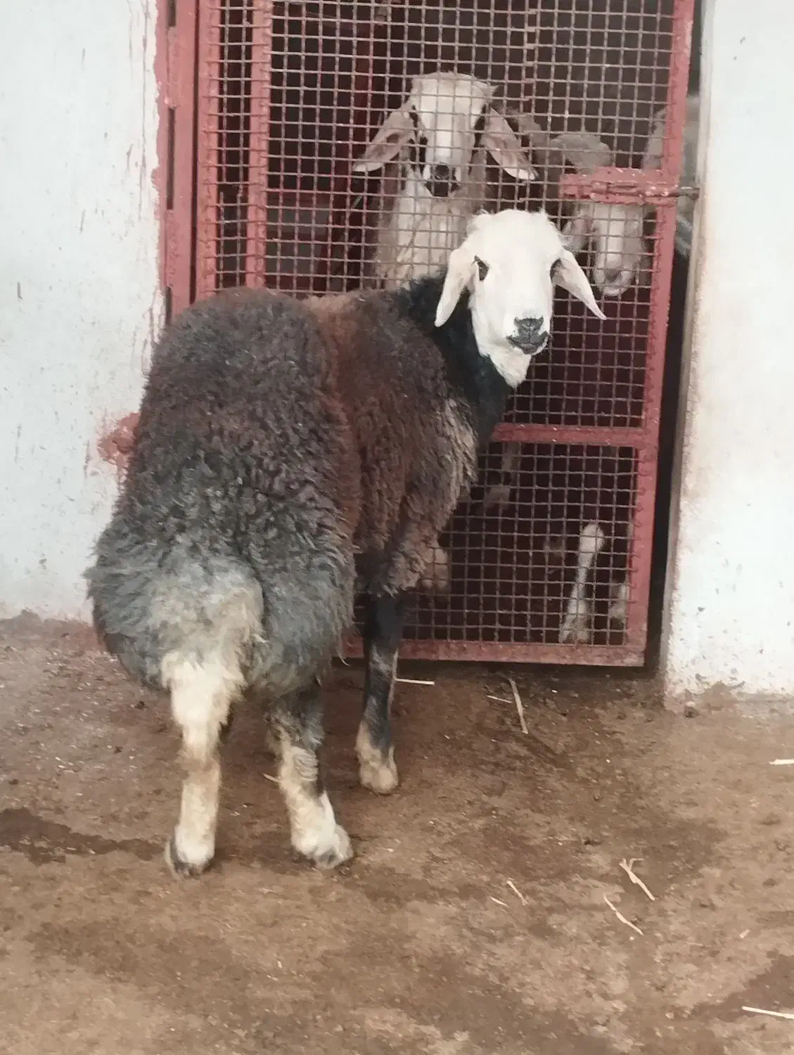 گوسفند ۱ عدد قوچ بره|حیوانات مزرعه|سیمین شهر, |دیوار