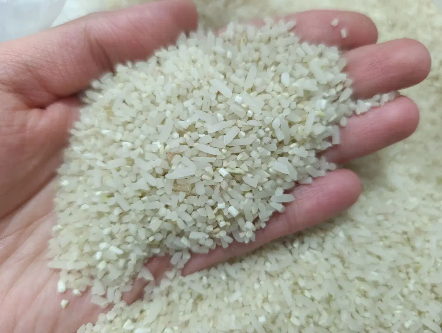 برنج سرلاشه|خوردنی و آشامیدنی|مشهد, ثامن|دیوار