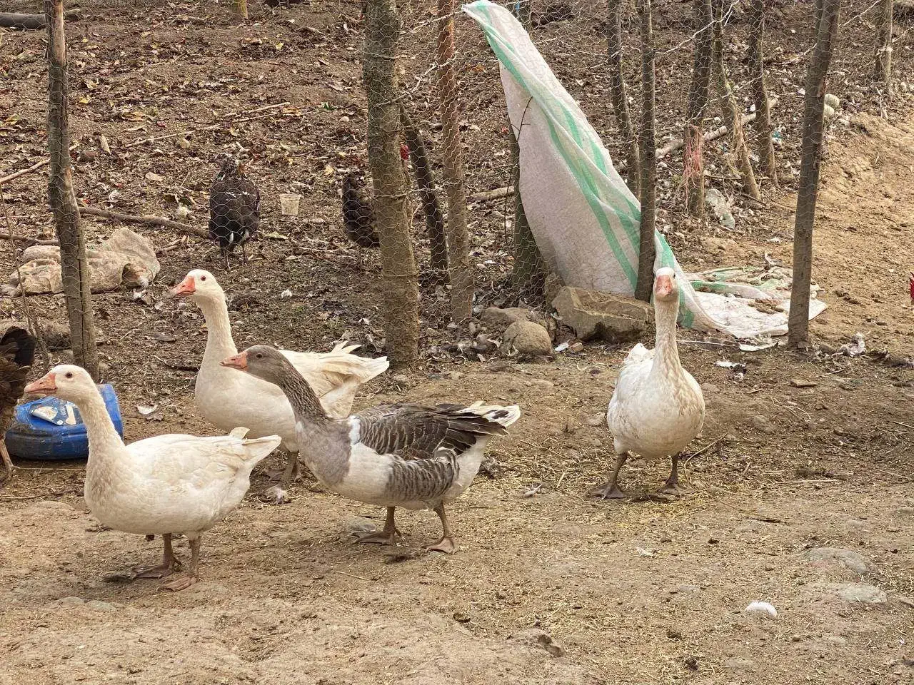 بوقلمون و اردک|حیوانات مزرعه|ماکلوان, |دیوار