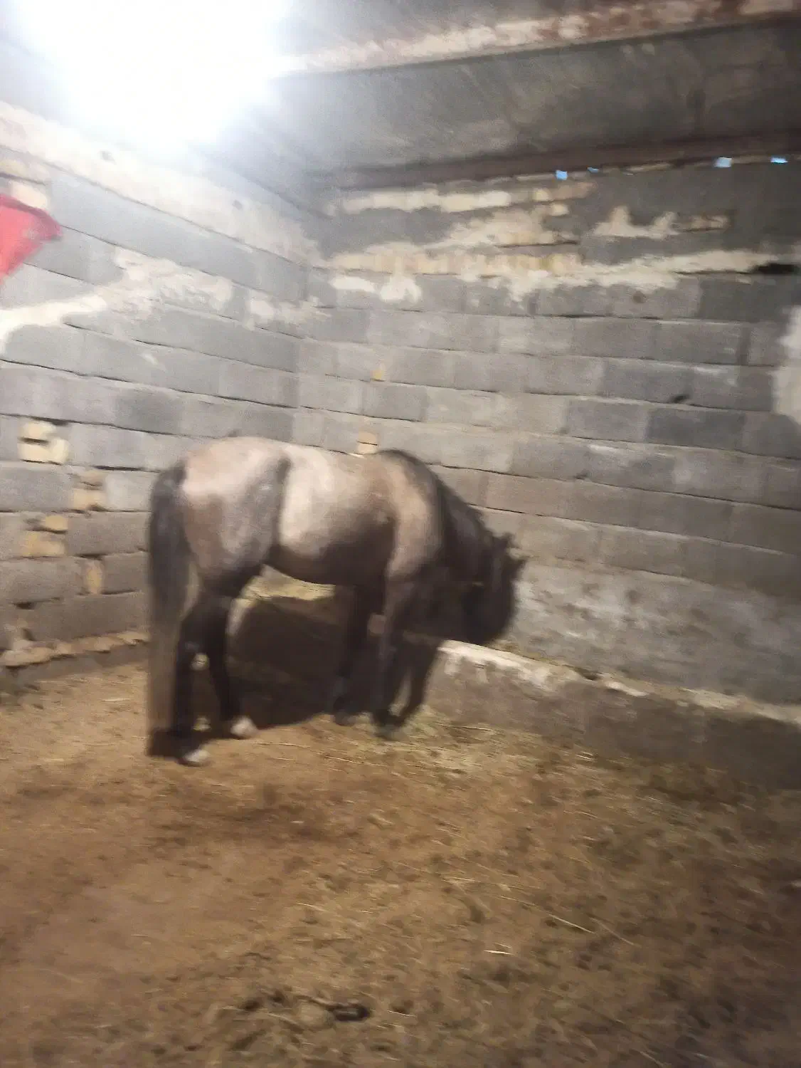 اسب نریان قدم نر|اسب و تجهیزات اسب‌سواری|کندوان, |دیوار