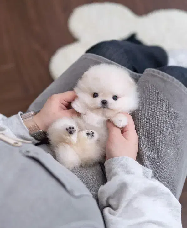 کاد.ویی|سگ|یزد, |دیوار