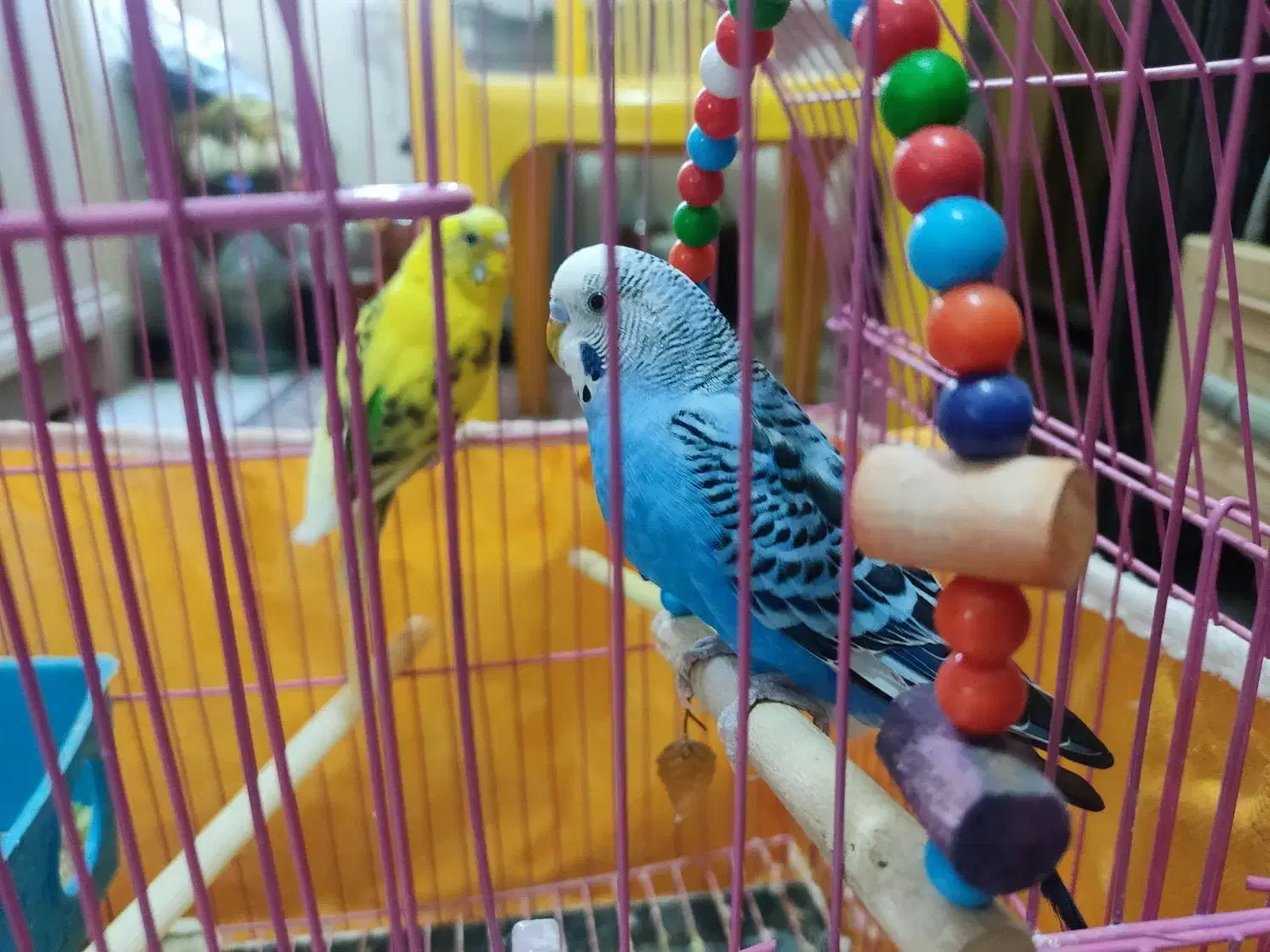 مرغ عشق|پرنده|تهران, نظامآباد|دیوار