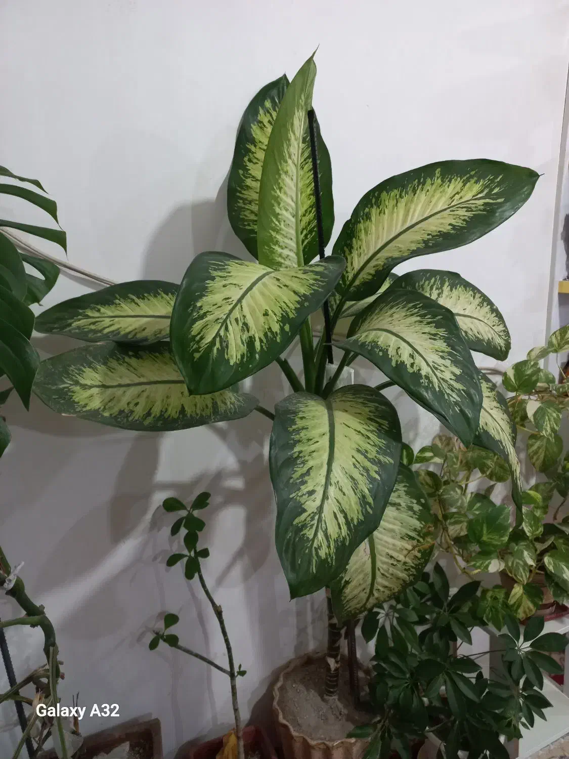 گل دیفن|گل و گیاه طبیعی|مراغه, |دیوار