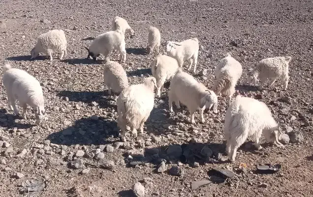 کهره|حیوانات مزرعه|بافت, |دیوار