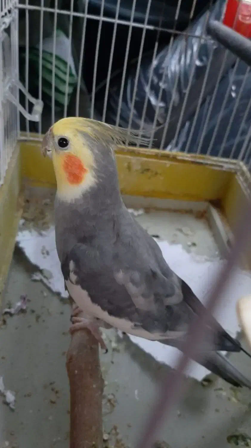 عروس هلندی نر سخنگو|پرنده|آبیک, |دیوار