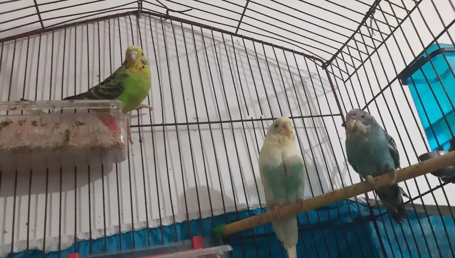 مرغ عشق|پرنده|بندر امام خمینی, |دیوار