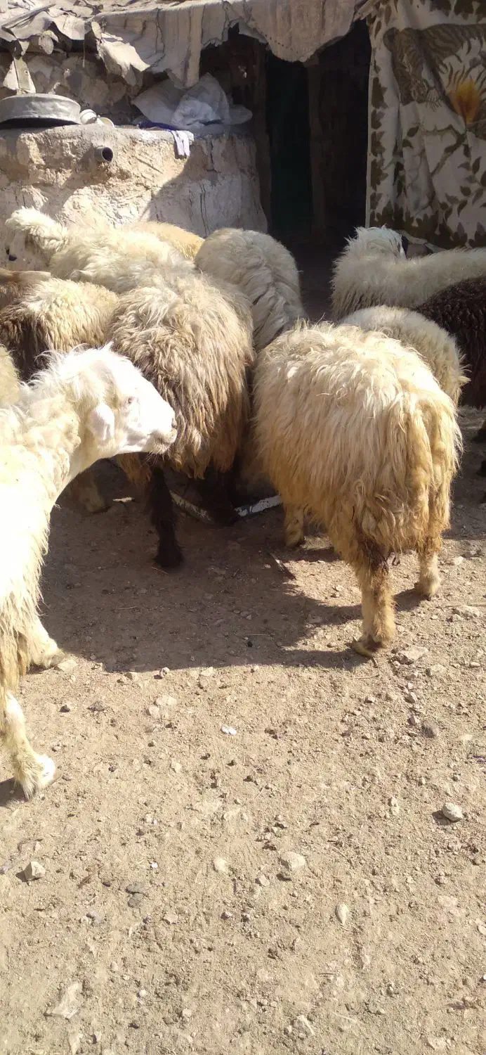 فروش گوسفند|حیوانات مزرعه|لنده, |دیوار