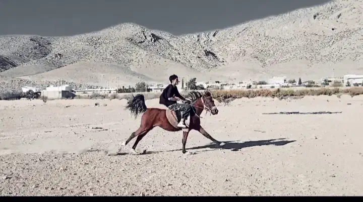 مرودشت|اسب و تجهیزات اسبسواری|پاسارگاد, |دیوار