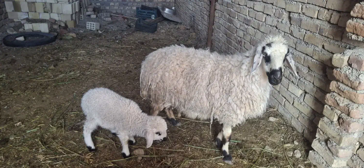 گوسفند|حیوانات مزرعه|خوسف, |دیوار