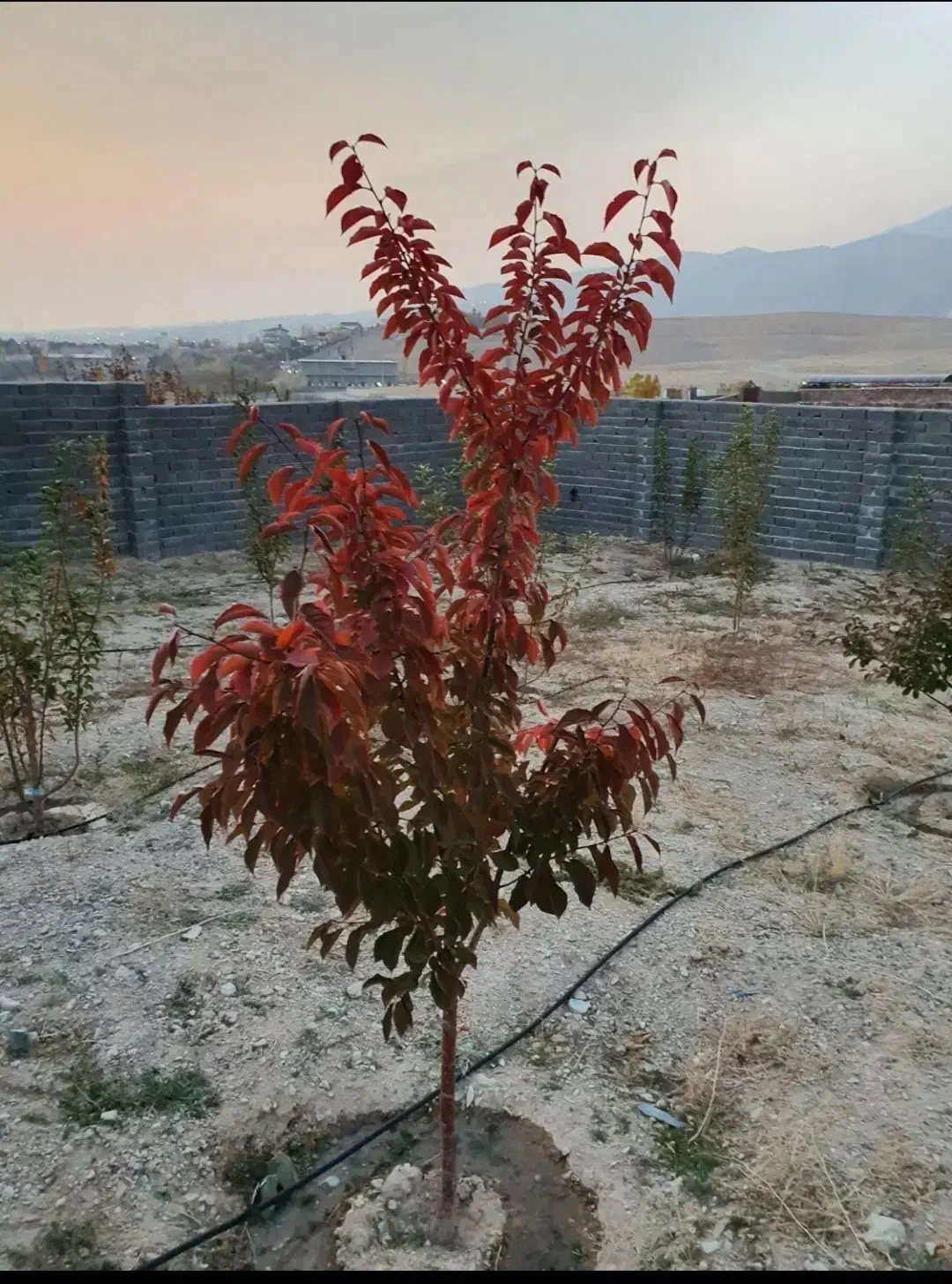 ۶۸۰متر باغ سند شش دانگ گیلاوند شلمبه|فروش خانه و ویلا|دماوند, دماوند|دیوار