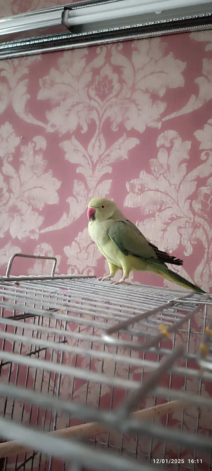 ملنگو ماده|پرنده|شیراز, لاله|دیوار