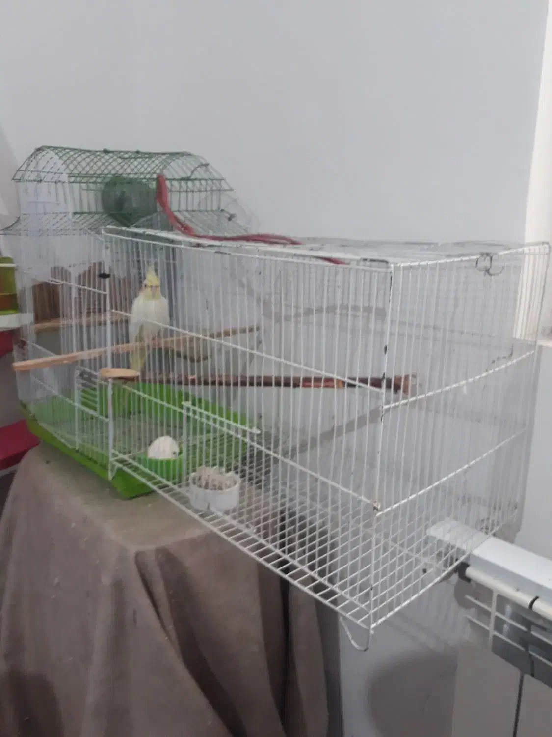 عروس هلندی ماده  زیبا سرحال|پرنده|اطاقور, |دیوار