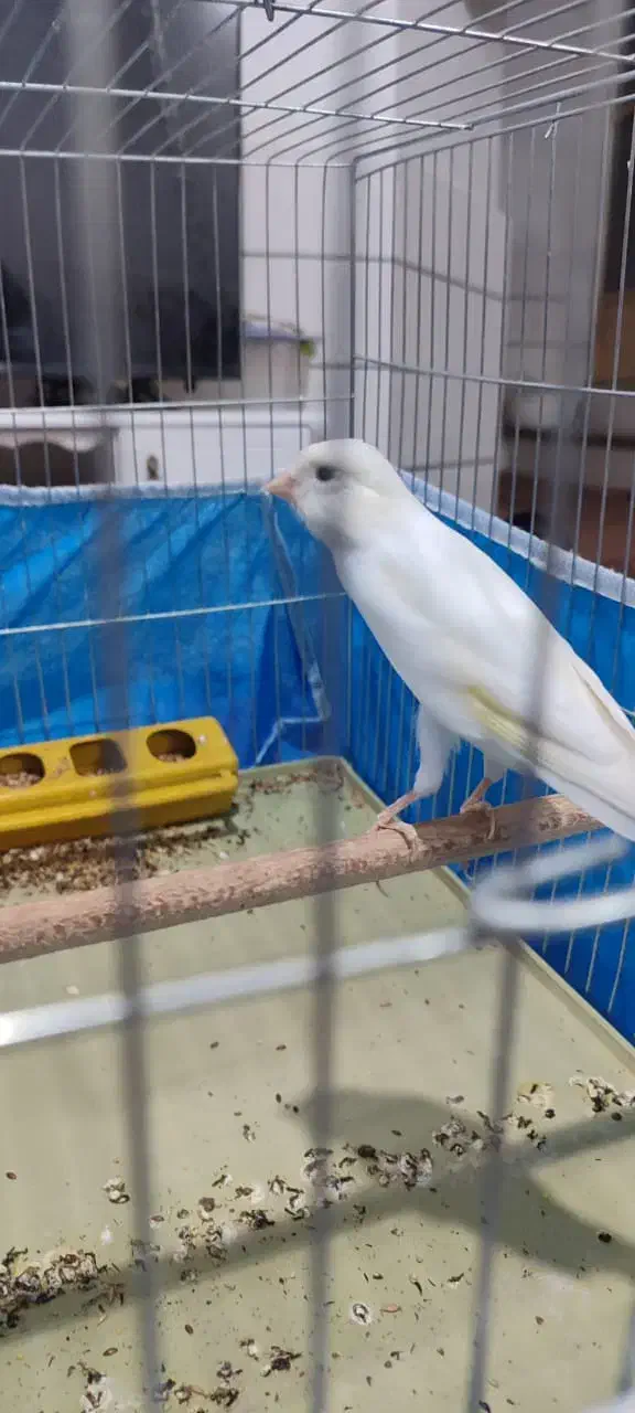 قناری دوعددسفیدوابلغ|پرنده|خمینی‌شهر, |دیوار