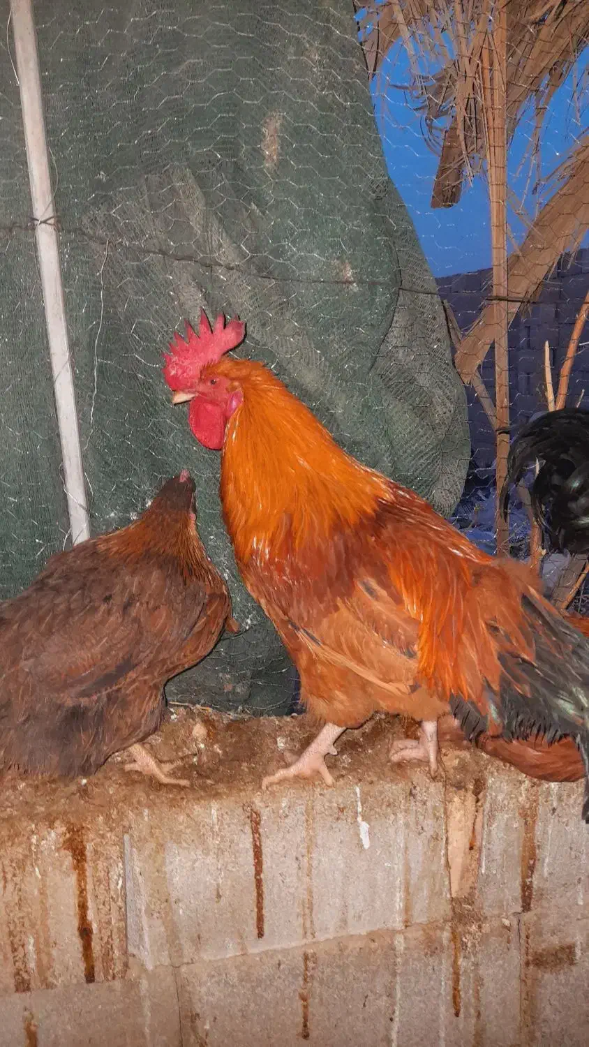 یک عدد خروس|پرنده|طبس, |دیوار