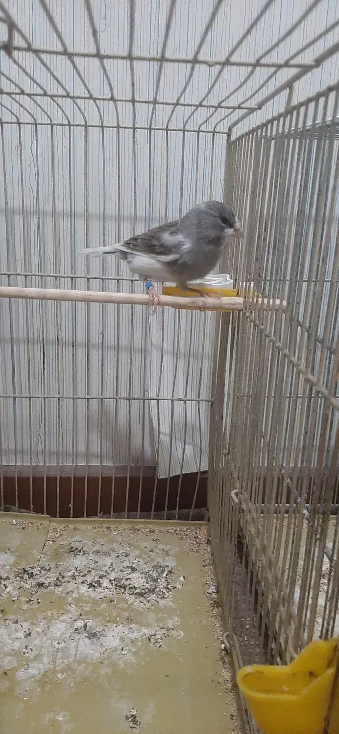 ۱ساله|پرنده|پاکدشت, پاکدشت (مامازند)|دیوار