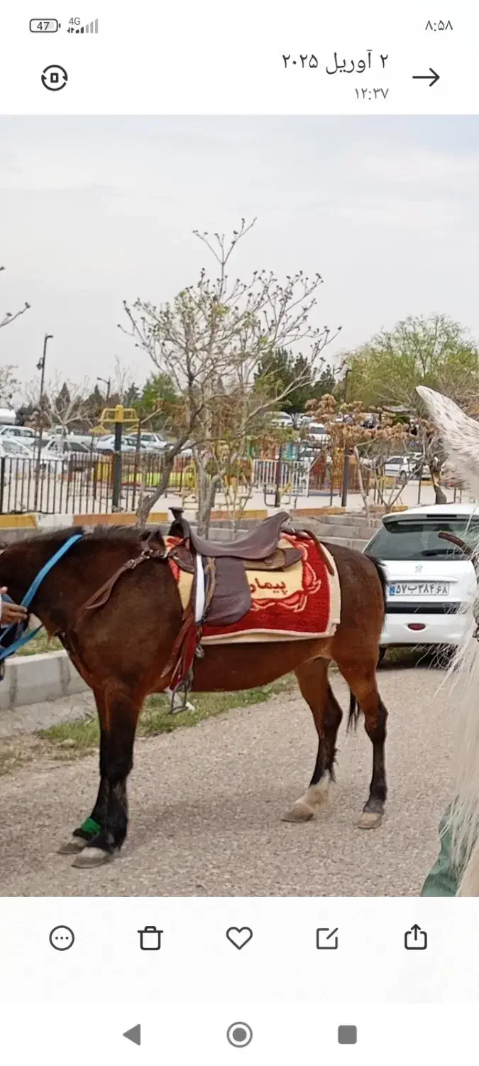 مادیان شکم پر|اسب و تجهیزات اسب‌سواری|بوئین زهرا, |دیوار