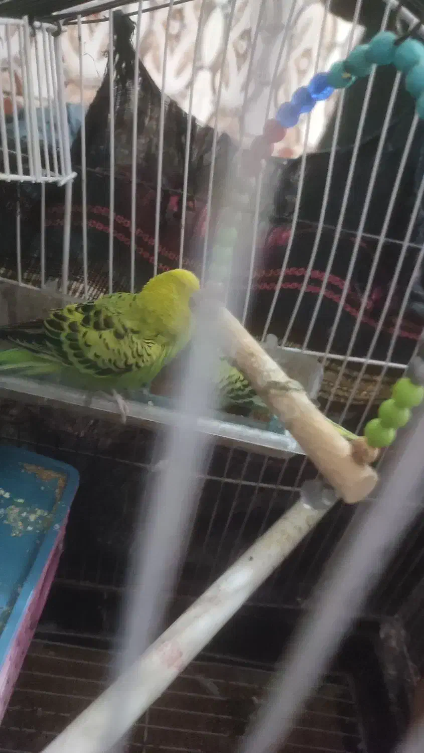 مرغ عشق فروشی|پرنده|ایرانشهر, |دیوار