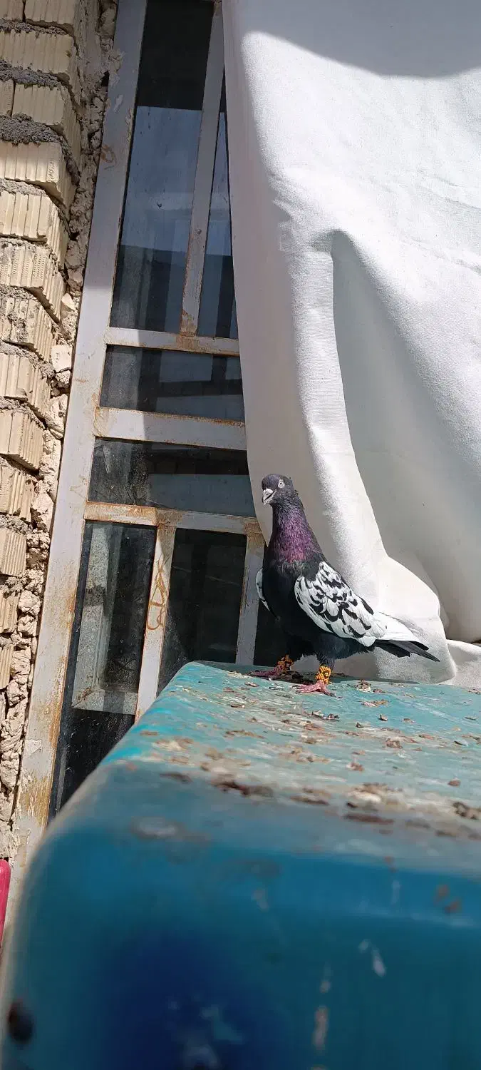 کفتر سینه سیاه|پرنده|داراب, |دیوار