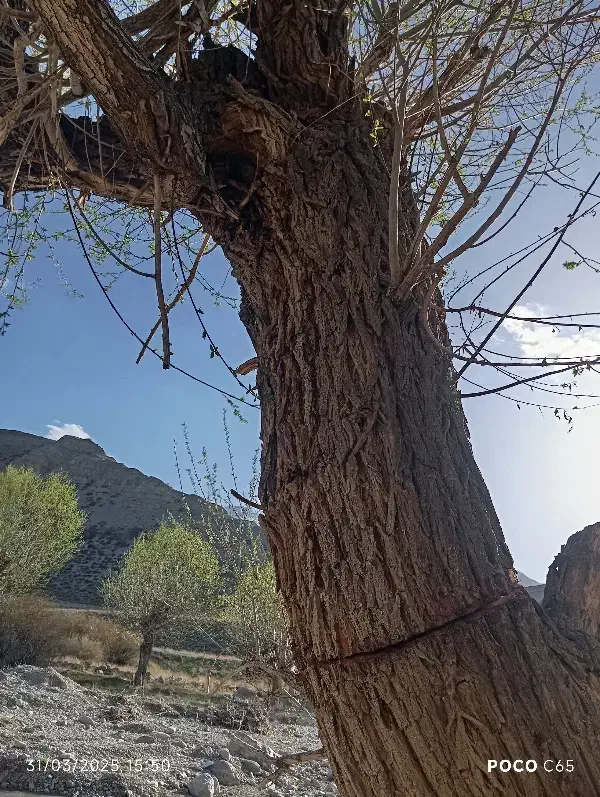 خرید انواع چوب.باغ و غیره هرس و سر برداری درخت|خدمات باغبانی و درختکاری|قوچان, |دیوار