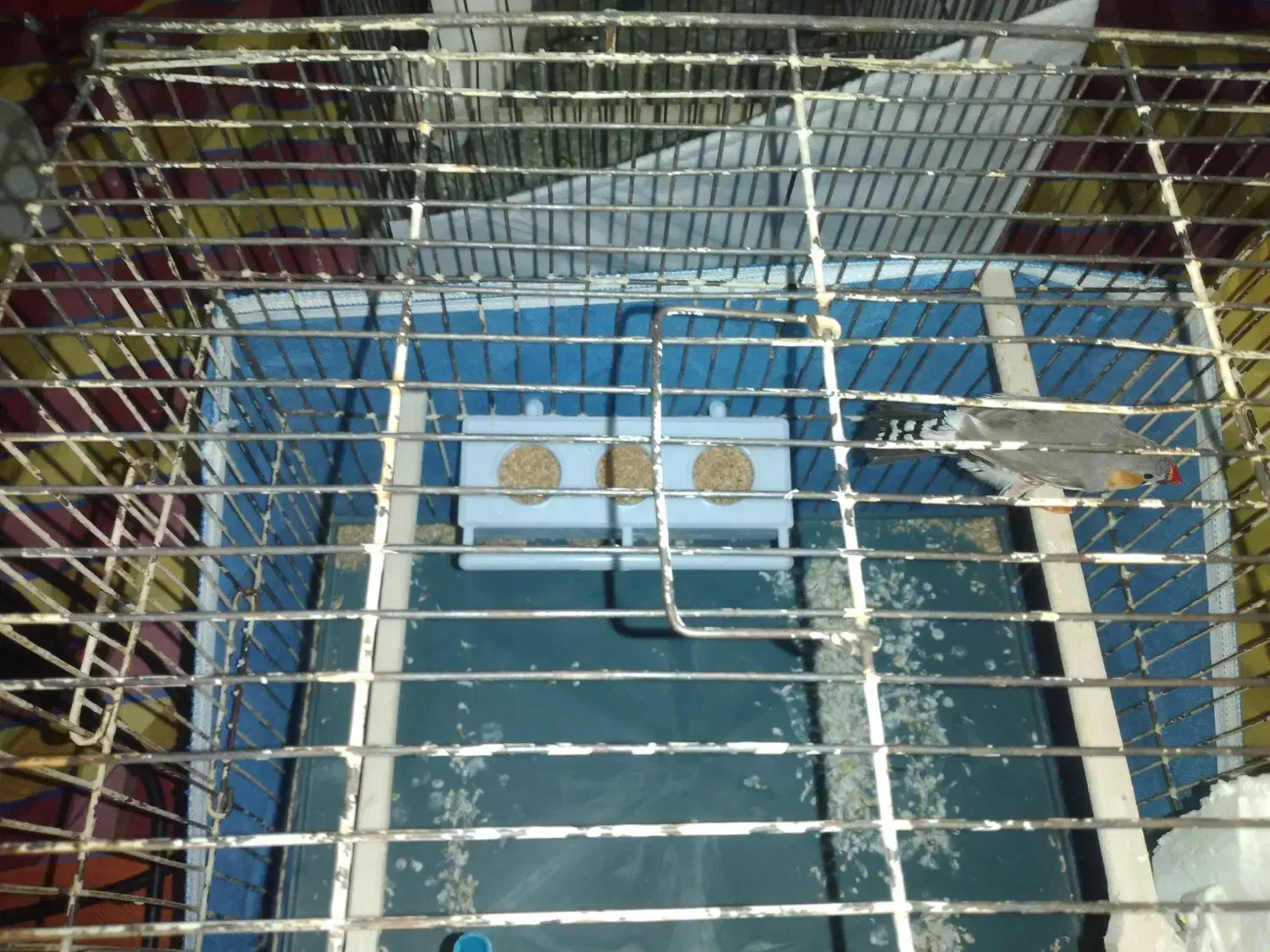 مرغ عشق، فنچ|پرنده|قزوین, |دیوار