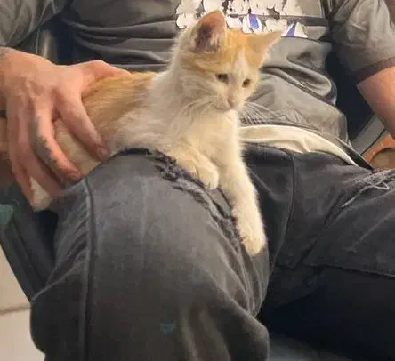 گربم گم شده|گربه|نیشابور, بلوار گلها|دیوار